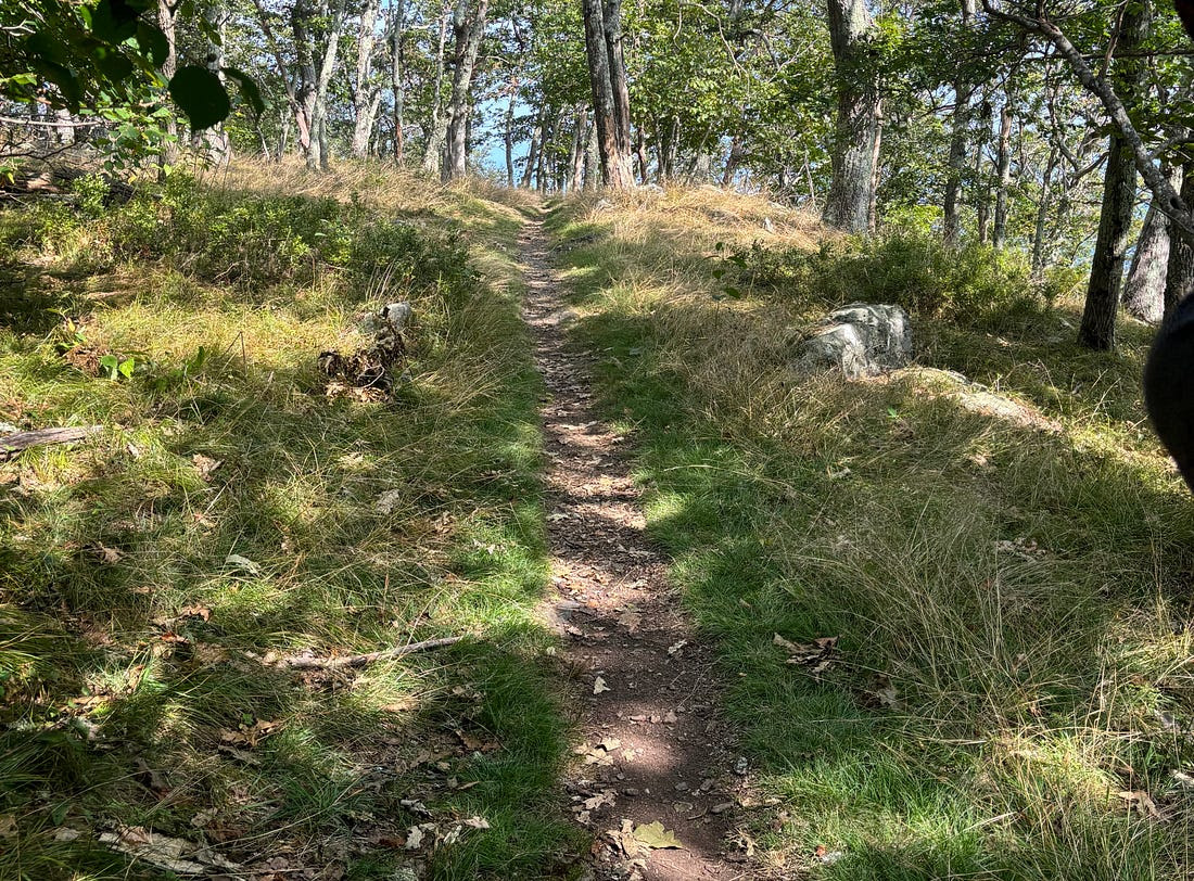 unnamed-16 A dirt path through the woods